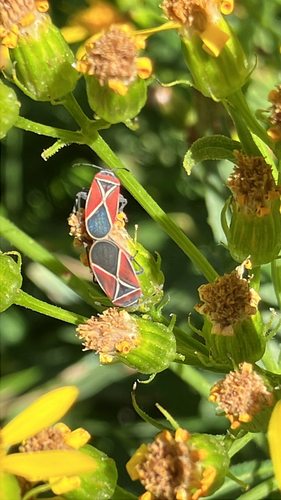 iNaturalist observation photo of White-crossed Seed Bug