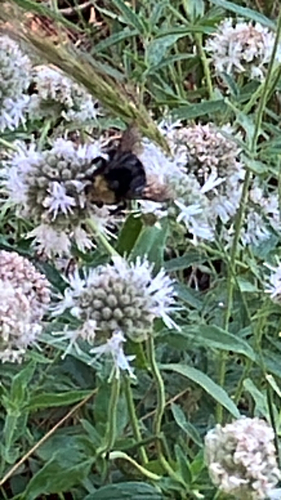 iNaturalist observation photo of Yellow-faced Bumble Bee
