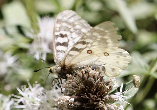 iNaturalist observation photo of Clodius Parnassian