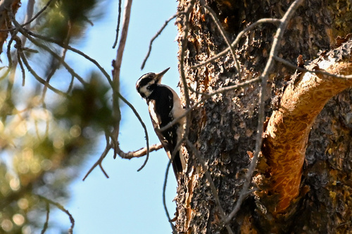 iNaturalist observation photo of Hairy Woodpecker