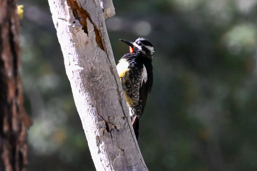 iNaturalist observation photo of Williamson's Sapsucker