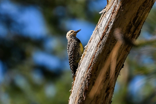 iNaturalist observation photo of Williamson's Sapsucker