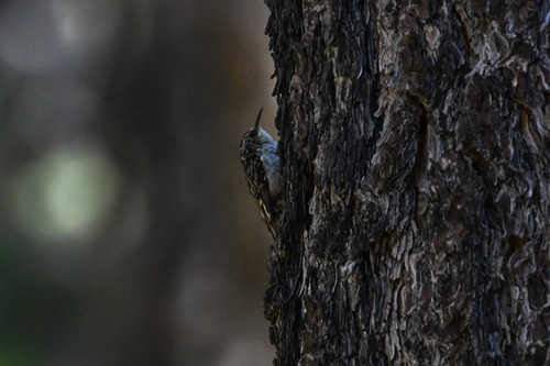 iNaturalist observation photo of Brown Creeper