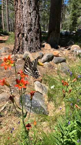 iNaturalist observation photo of Pale Swallowtail