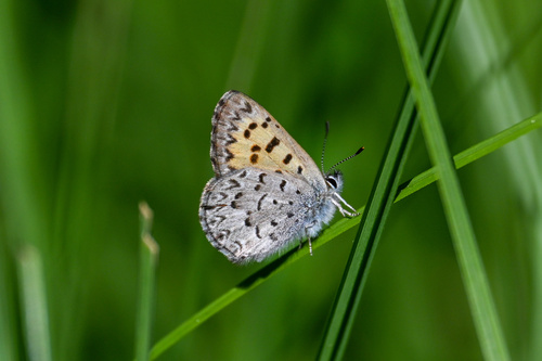 iNaturalist observation photo of Mariposa Copper