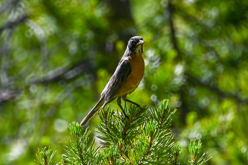 iNaturalist observation photo of American Robin