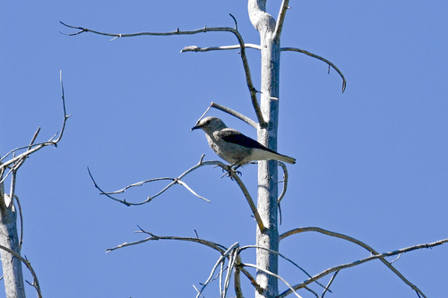 iNaturalist observation photo of Clark's Nutcracker