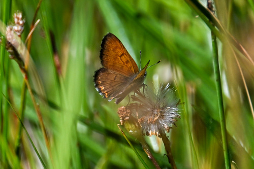 iNaturalist observation photo of Mariposa Copper