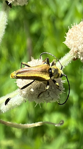 iNaturalist observation photo of Yellow Velvet Beetle