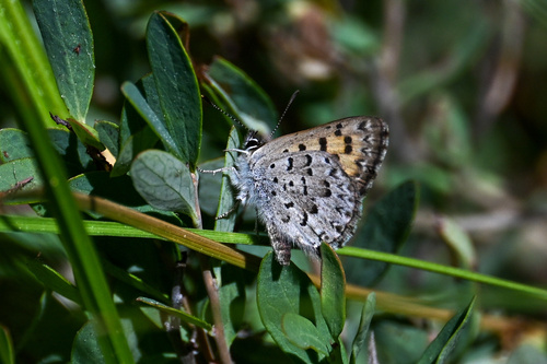 iNaturalist observation photo of Mariposa Copper