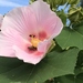 Hibiscus mutabilis - Photo (c) vanwest, todos os direitos reservados, uploaded by vanwest