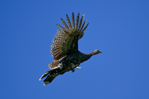 iNaturalist observation photo of Wild Turkey