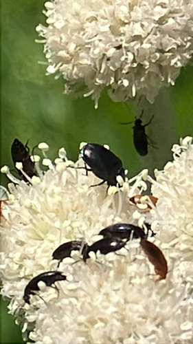 iNaturalist observation photo of Dark Carpet Beetle