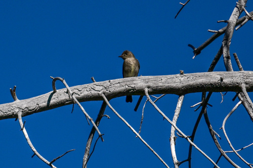 iNaturalist observation photo of Western Wood-Pewee