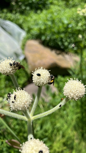 iNaturalist observation photo of Mining Bees