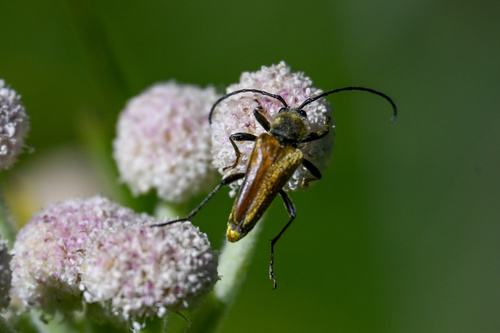 iNaturalist observation photo of Yellow Velvet Beetle