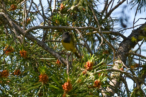 iNaturalist observation photo of MacGillivray's Warbler