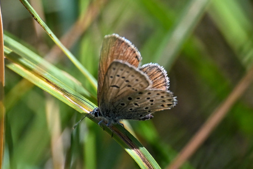 iNaturalist observation photo of Greenish Blue