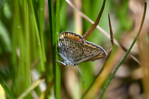 iNaturalist observation photo of Greenish Blue
