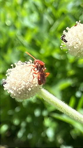 iNaturalist observation photo of Nomad Bees