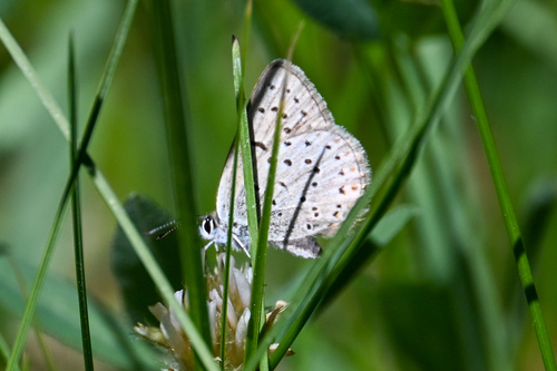 iNaturalist observation photo of Greenish Blue