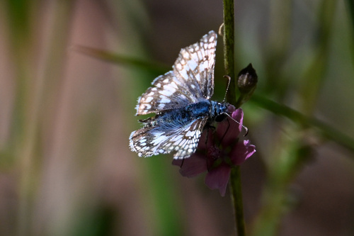 iNaturalist observation photo of Common Checkered-Skipper