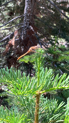iNaturalist observation photo of Striped Meadowhawk