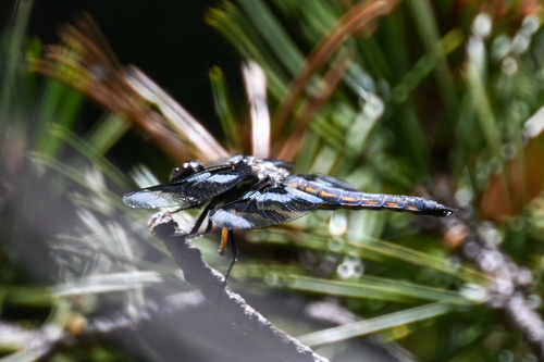 iNaturalist observation photo of Eight-spotted Skimmer