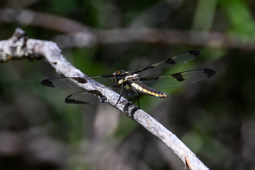 iNaturalist observation photo of Twelve-spotted Skimmer