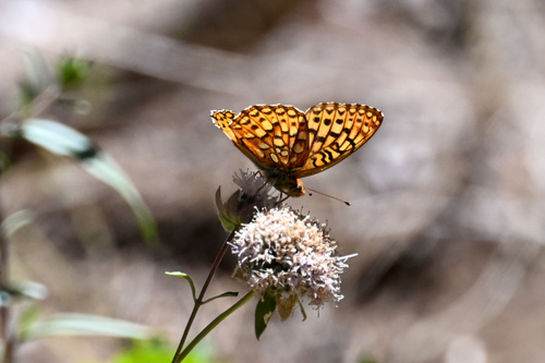 iNaturalist observation photo of Greater Fritillaries