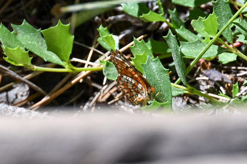 iNaturalist observation photo of Northern Checkerspot