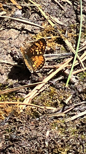 iNaturalist observation photo of Field Crescent