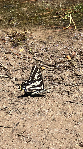 iNaturalist observation photo of Pale Swallowtail