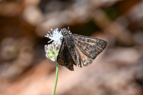 iNaturalist observation photo of Propertius Duskywing