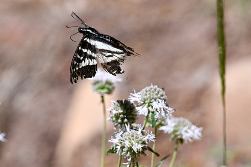 iNaturalist observation photo of Pale Swallowtail