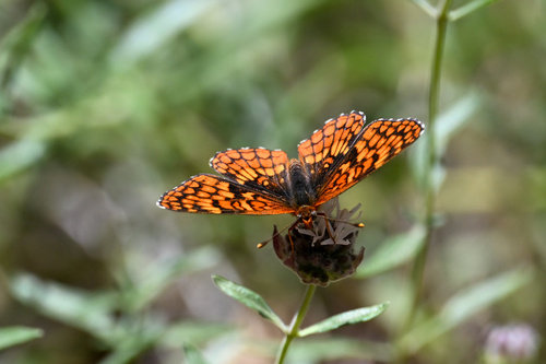 iNaturalist observation photo of Northern Checkerspot