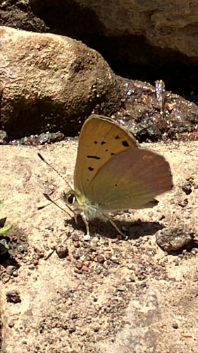 iNaturalist observation photo of Lilac-bordered Copper