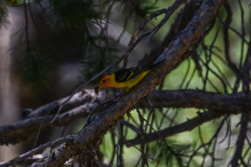 iNaturalist observation photo of Western Tanager