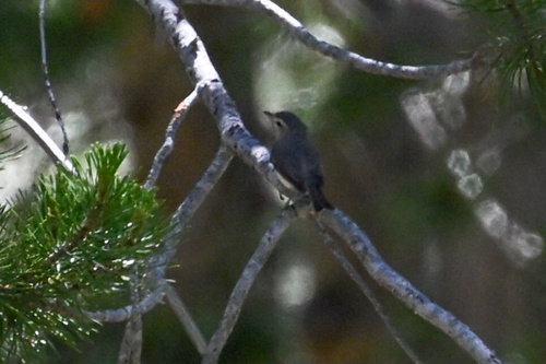 iNaturalist observation photo of Western Warbling Vireo