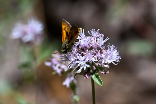 iNaturalist observation photo of Sonoran Skipper