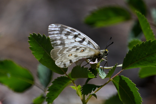 iNaturalist observation photo of Clodius Parnassian