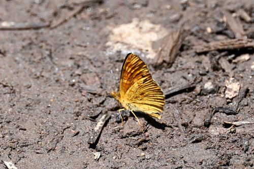 iNaturalist observation photo of Field Crescent