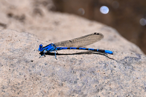 iNaturalist observation photo of Vivid Dancer