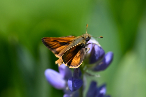 iNaturalist observation photo of Sonoran Skipper