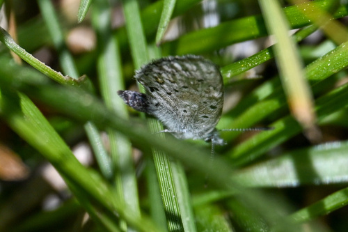 iNaturalist observation photo of Sierra Blue