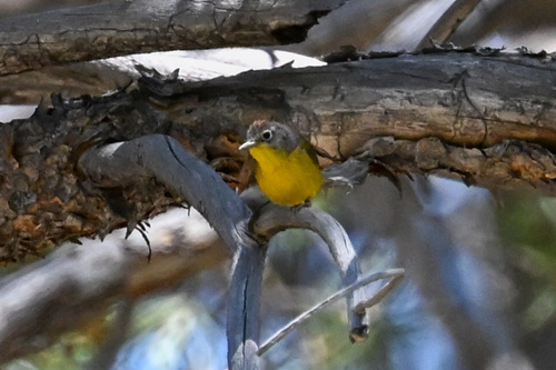 iNaturalist observation photo of Nashville Warbler