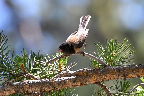 iNaturalist observation photo of Dark-eyed Junco