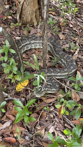 Coastal Carpet Python sighting