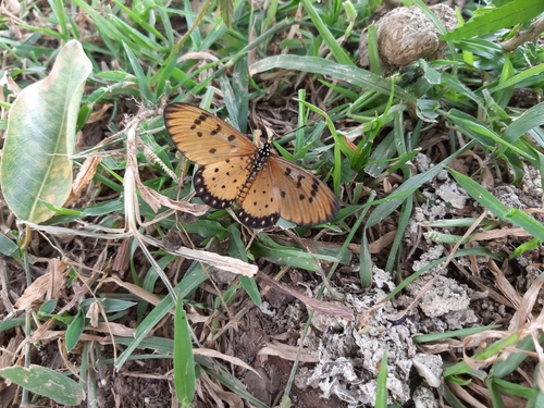 Tawny Coster