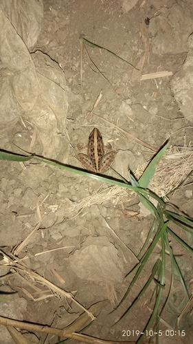 Nile Ridged Frog